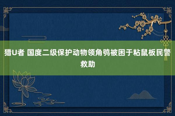 猎U者 国度二级保护动物领角鸮被困于粘鼠板民警救助