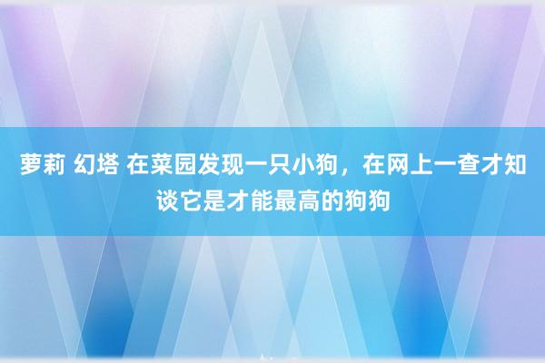 萝莉 幻塔 在菜园发现一只小狗，在网上一查才知谈它是才能最高的狗狗