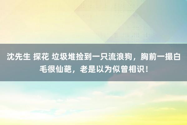 沈先生 探花 垃圾堆捡到一只流浪狗，胸前一撮白毛很仙葩，老是以为似曾相识！